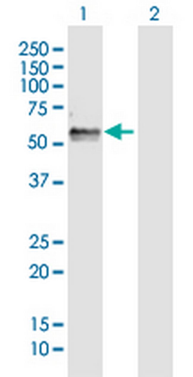 FAM134B Antibody in Western Blot (WB)