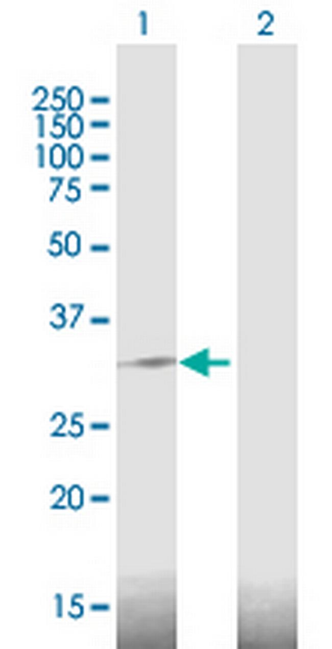 DDIT4 Antibody in Western Blot (WB)