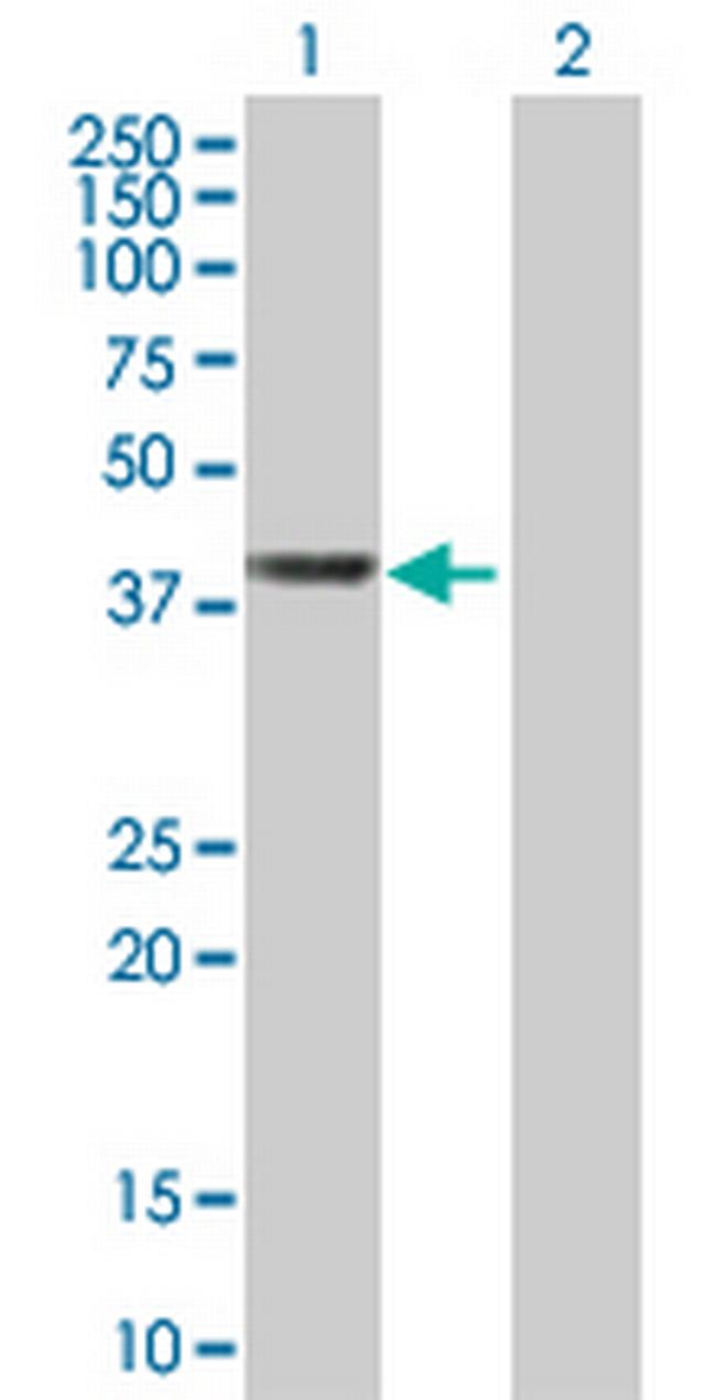 WDR74 Antibody in Western Blot (WB)