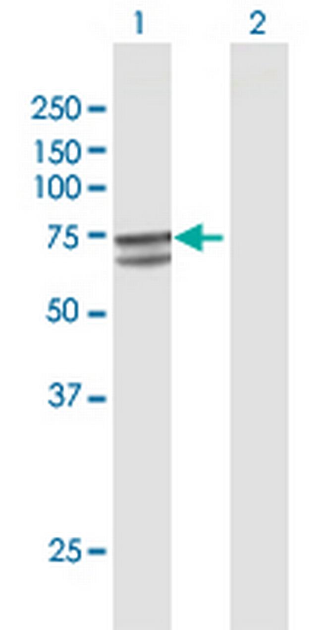 P4HTM Antibody in Western Blot (WB)