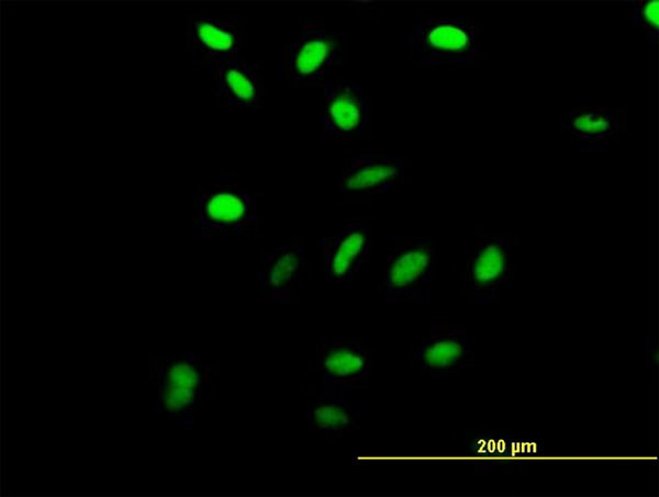 RRN3 Antibody in Immunocytochemistry (ICC/IF)