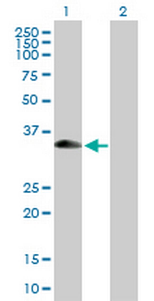 XAF1 Antibody in Western Blot (WB)