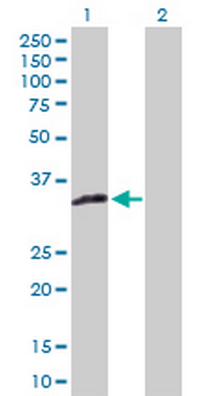 XAF1 Antibody in Western Blot (WB)