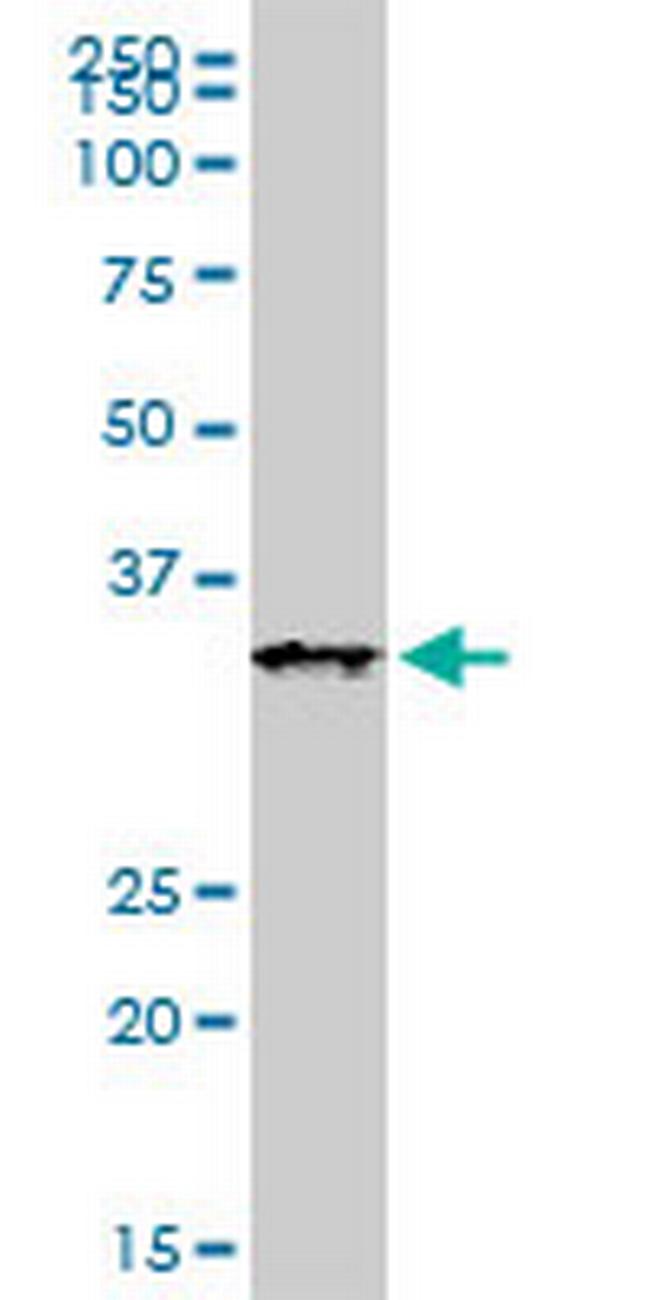 XAF1 Antibody in Western Blot (WB)