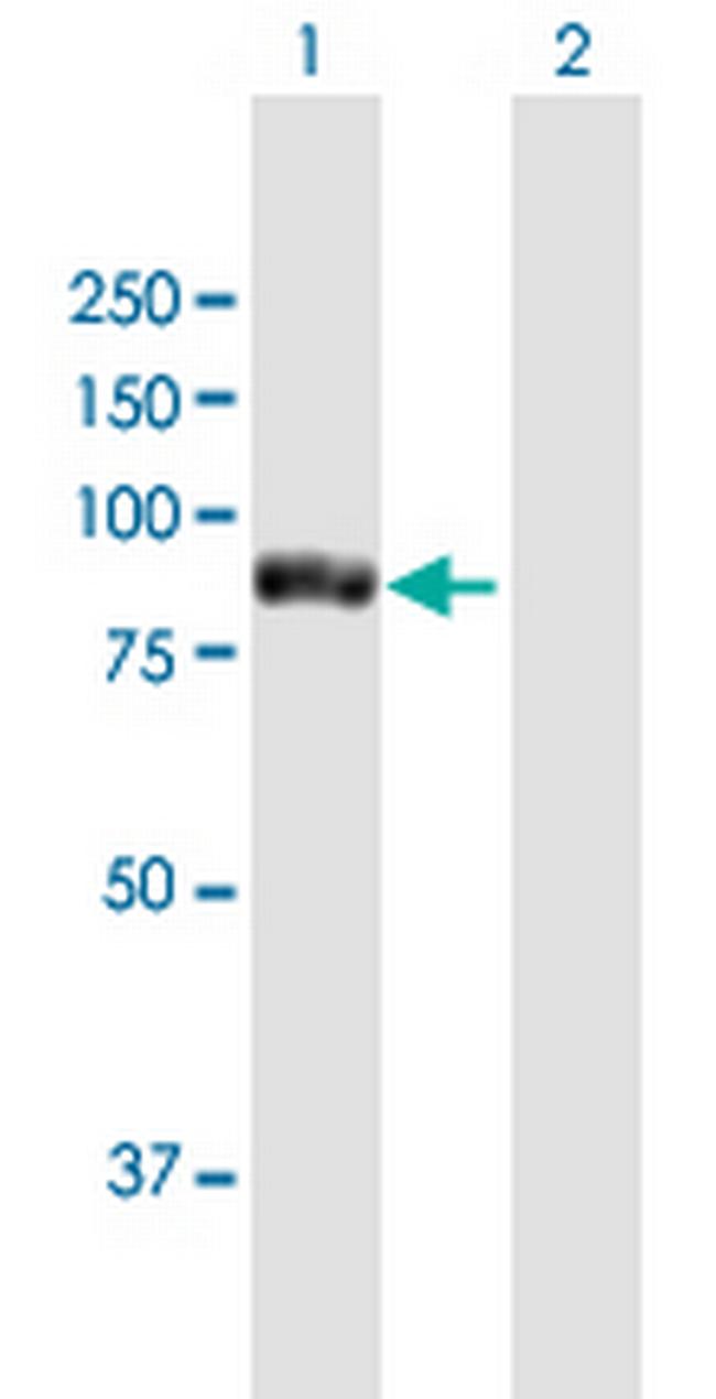 TTC12 Antibody in Western Blot (WB)