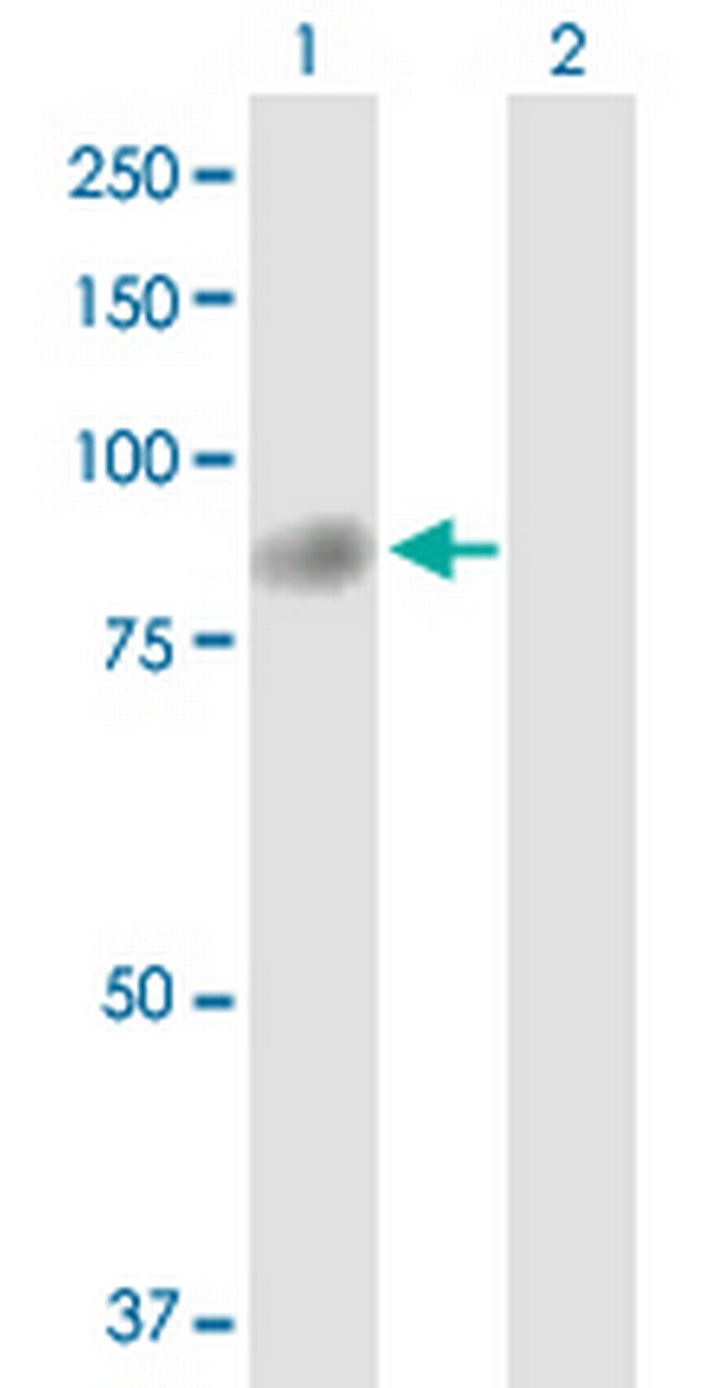 TTC12 Antibody in Western Blot (WB)