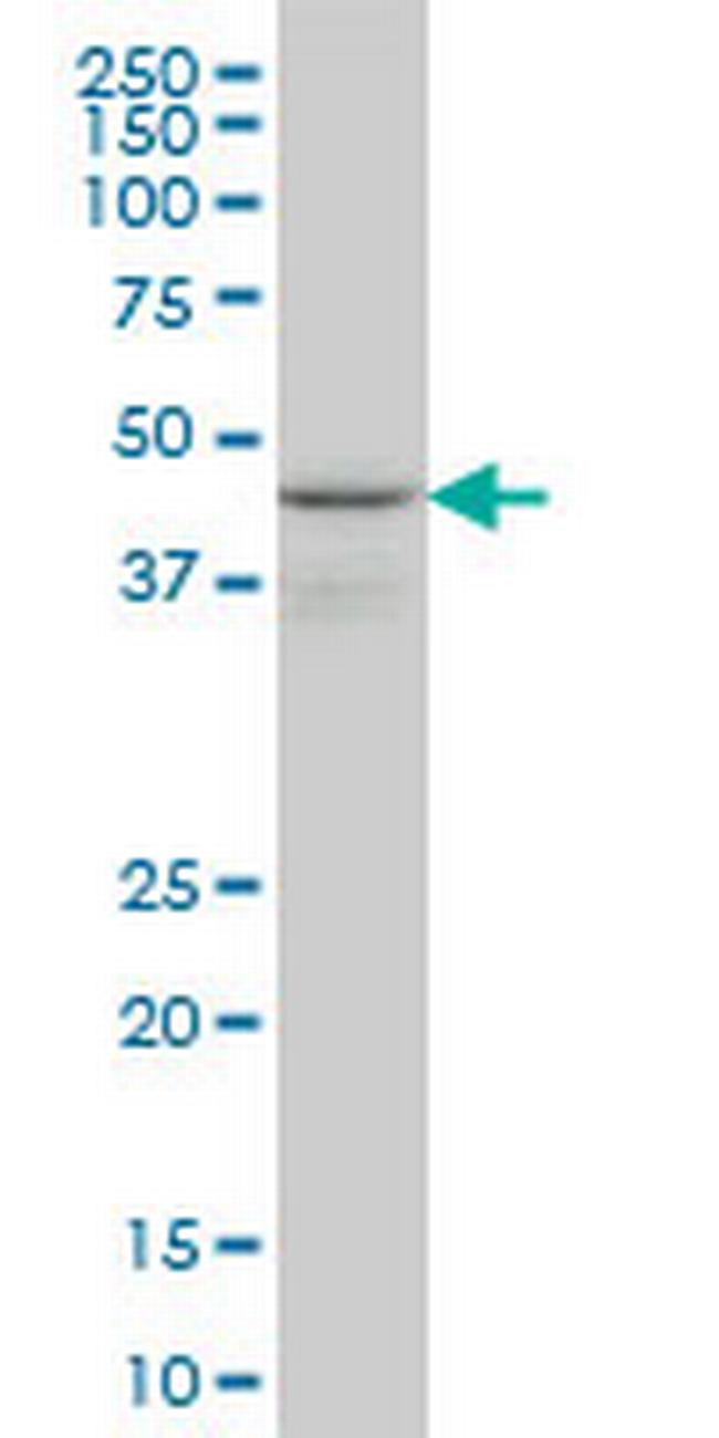 WIPI1 Antibody in Western Blot (WB)