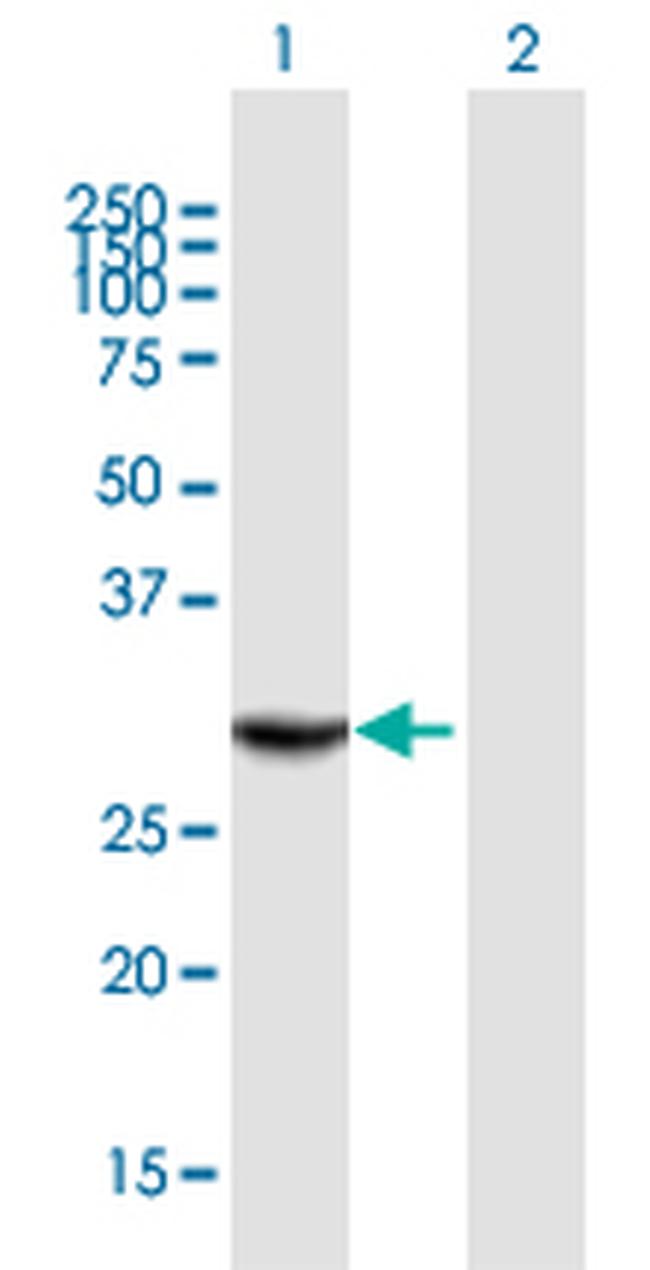 THAP1 Antibody in Western Blot (WB)