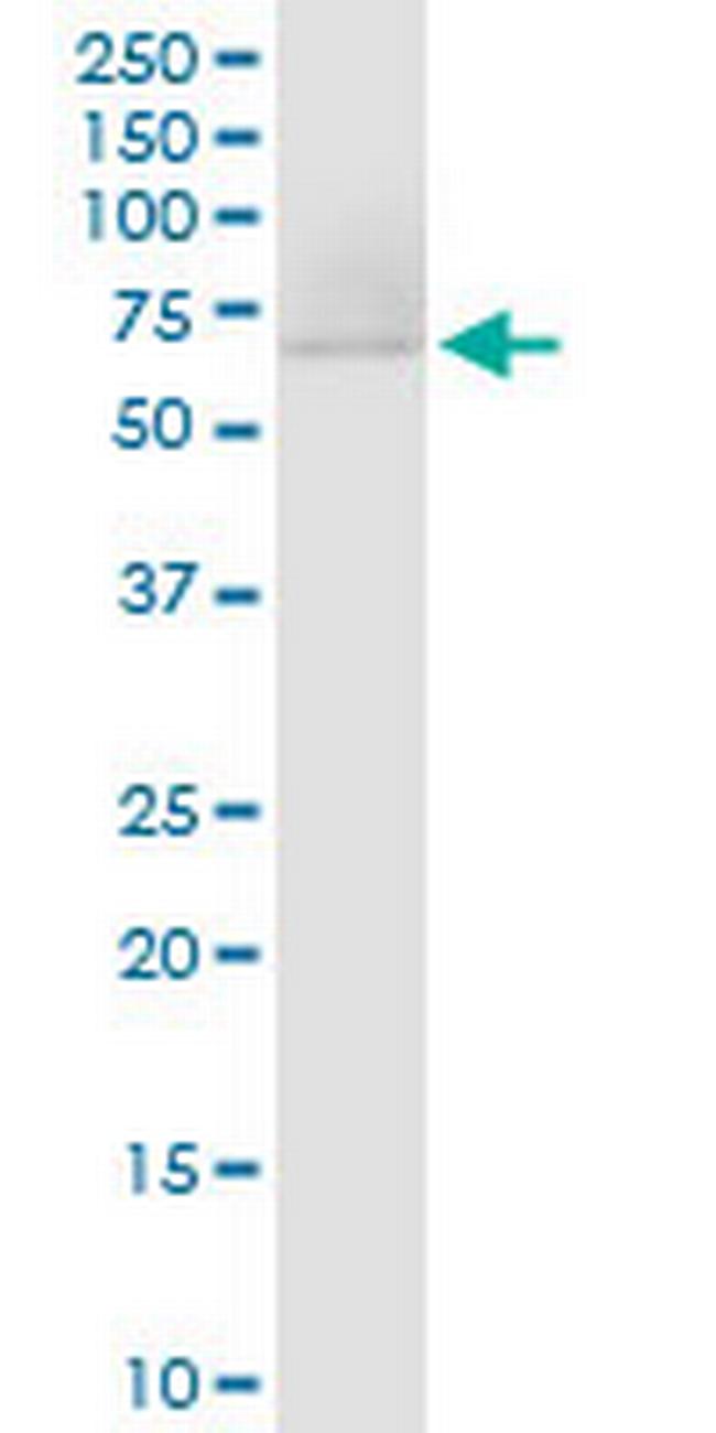 DARS2 Antibody in Western Blot (WB)