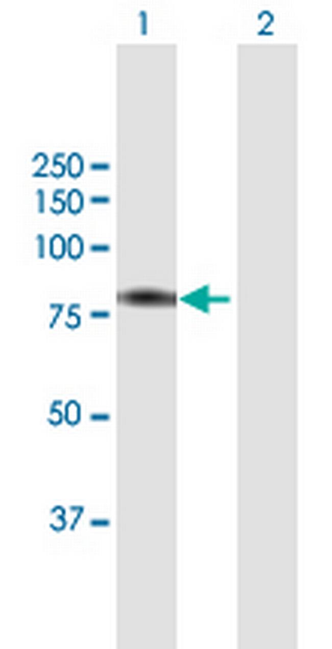 BBS7 Antibody in Western Blot (WB)