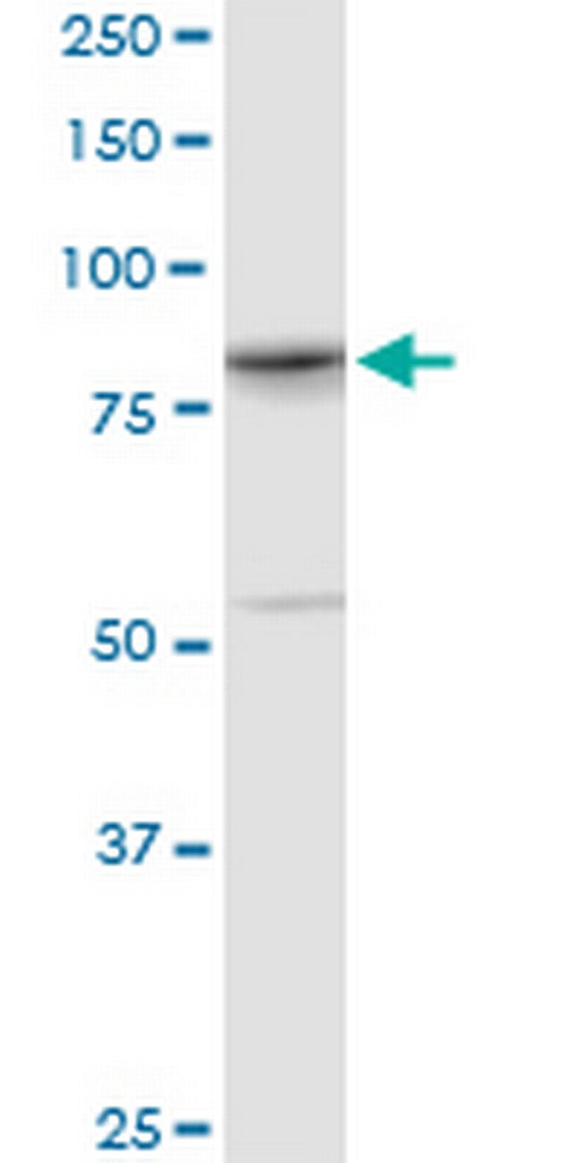 YY1AP1 Antibody in Western Blot (WB)