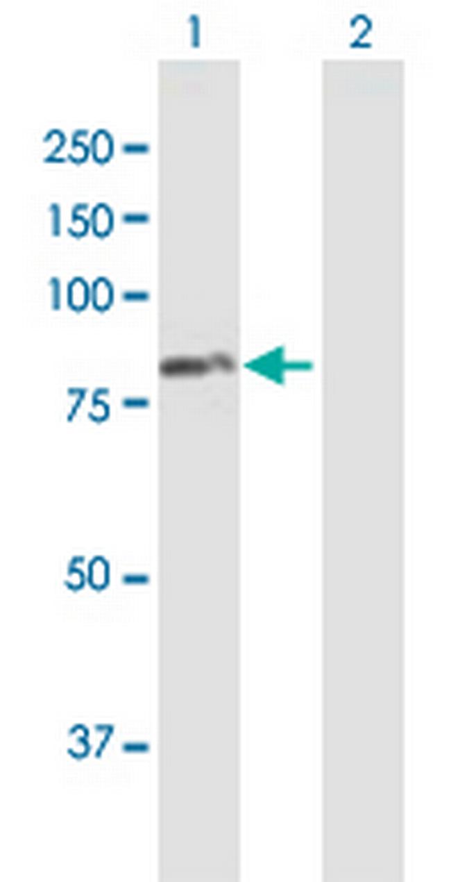 RHOT1 Antibody in Western Blot (WB)