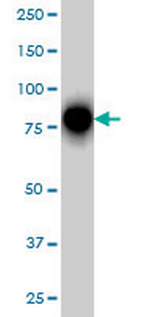 RHOT1 Antibody in Western Blot (WB)