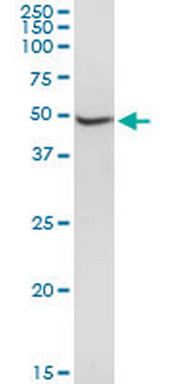 BXDC2 Antibody in Western Blot (WB)