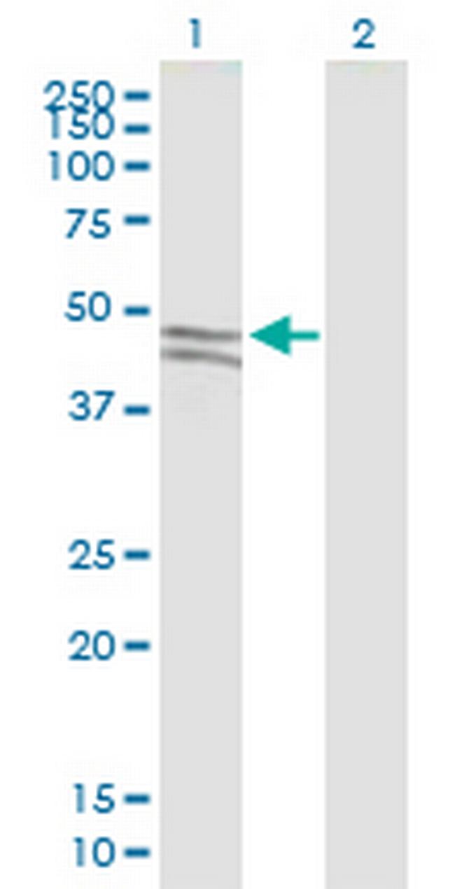 SIRPG Antibody in Western Blot (WB)