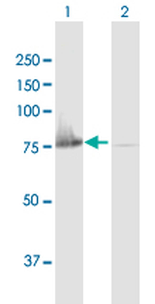 C20ORF42 Antibody in Western Blot (WB)