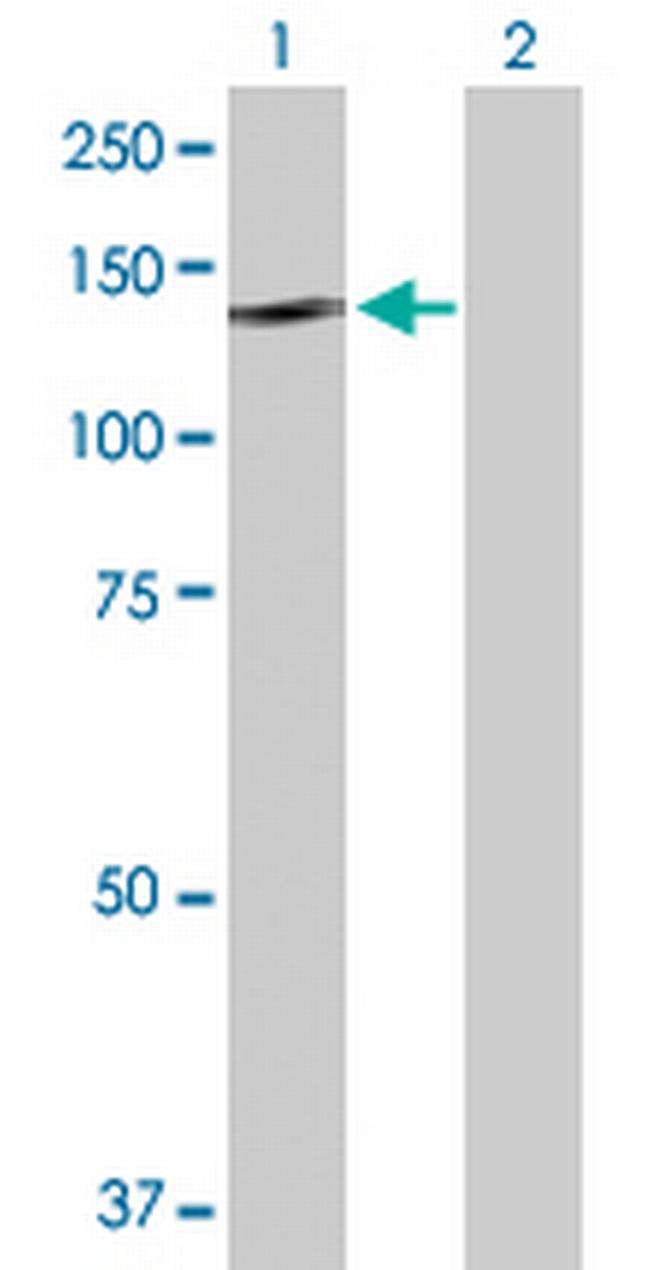 NLRP2 Antibody in Western Blot (WB)