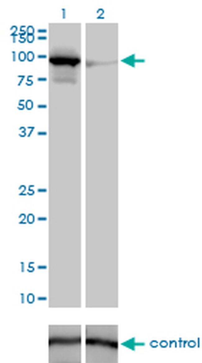 MFN1 Antibody in Western Blot (WB)