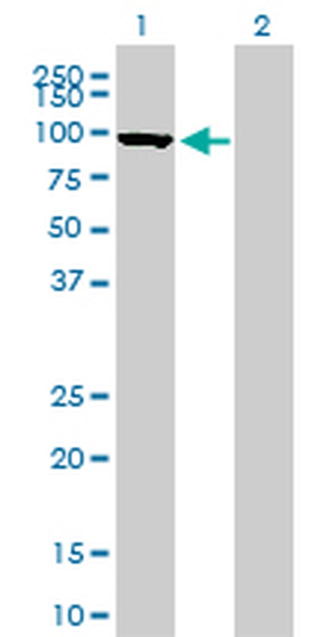 MFN1 Antibody in Western Blot (WB)