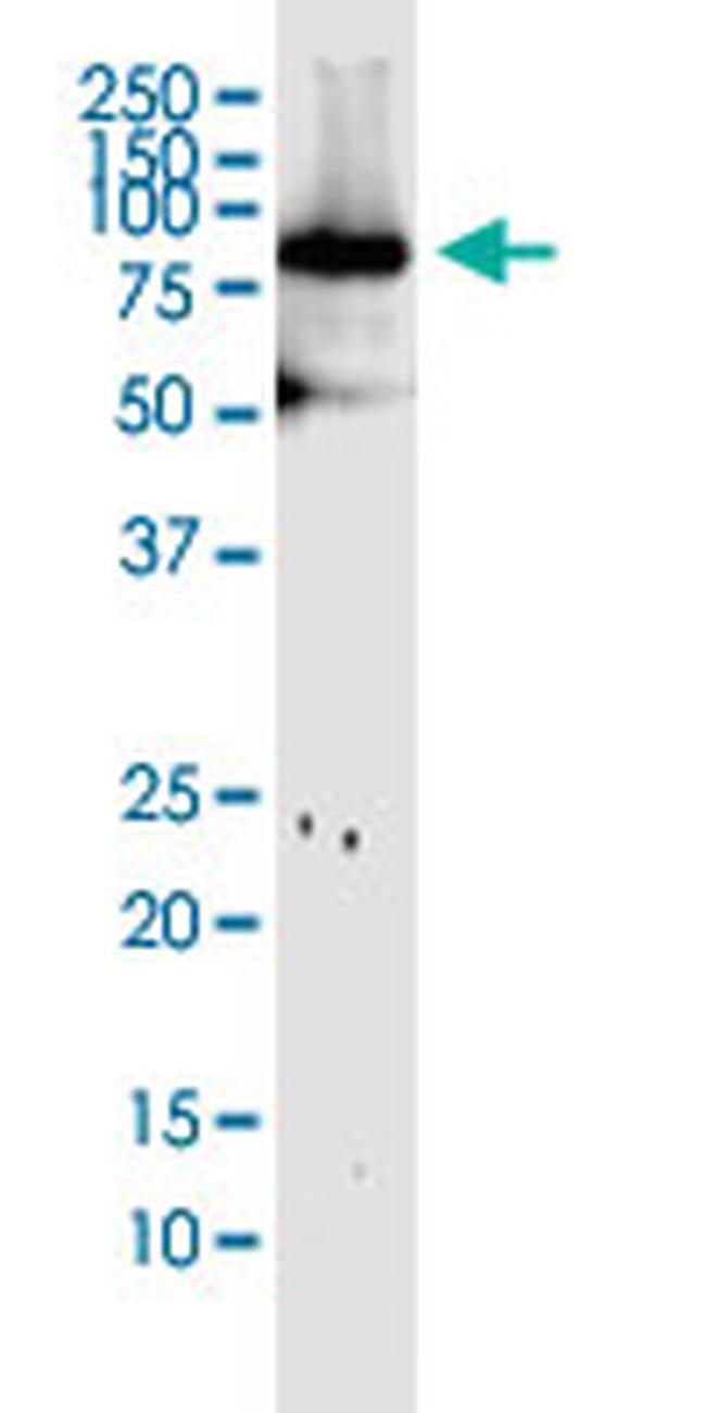 MFN1 Antibody in Western Blot (WB)