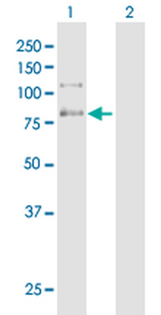 C9ORF86 Antibody in Western Blot (WB)