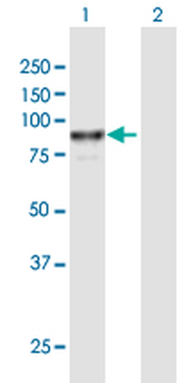 VAC14 Antibody in Western Blot (WB)