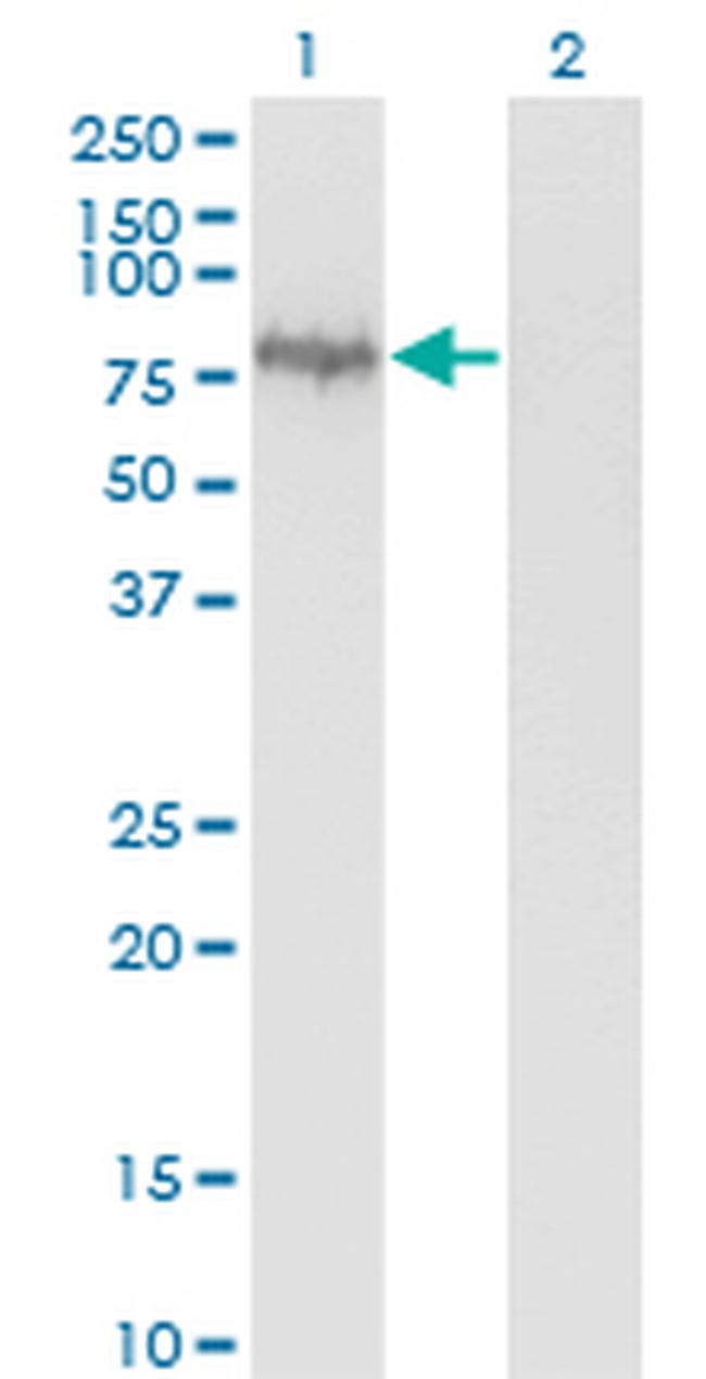 ENAH Antibody in Western Blot (WB)