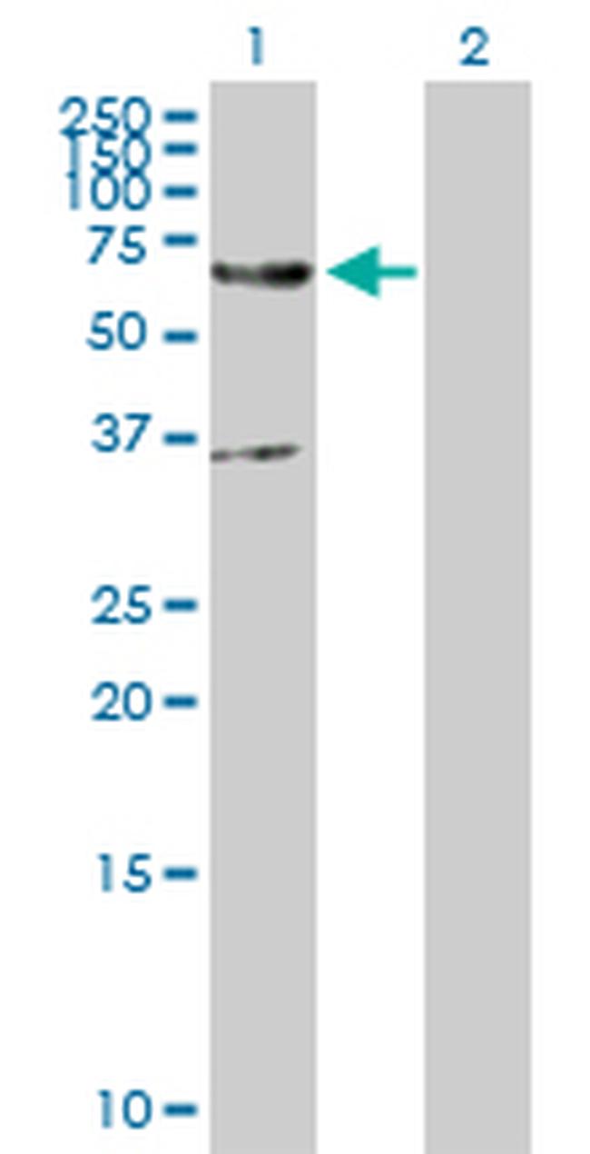 EDEM2 Antibody in Western Blot (WB)