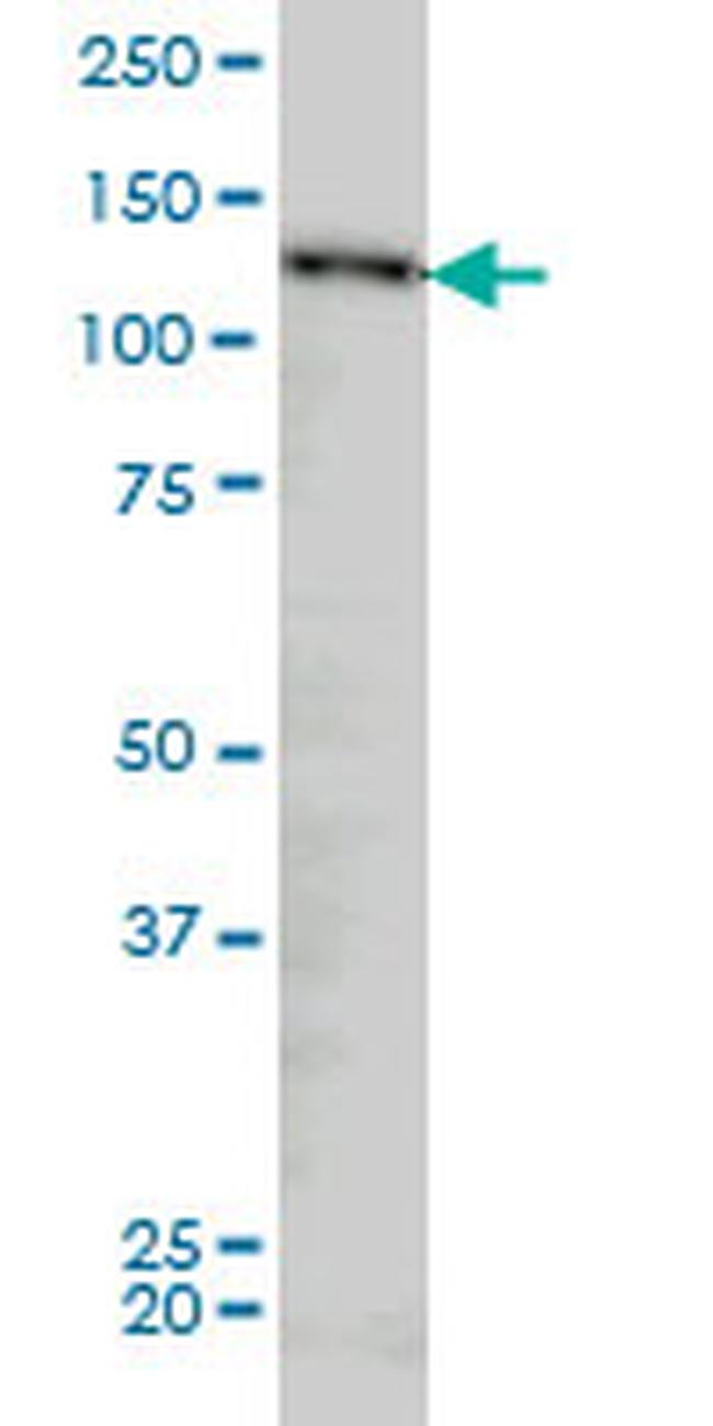 NUP133 Antibody in Western Blot (WB)