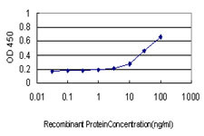 LMO3 Antibody in ELISA (ELISA)