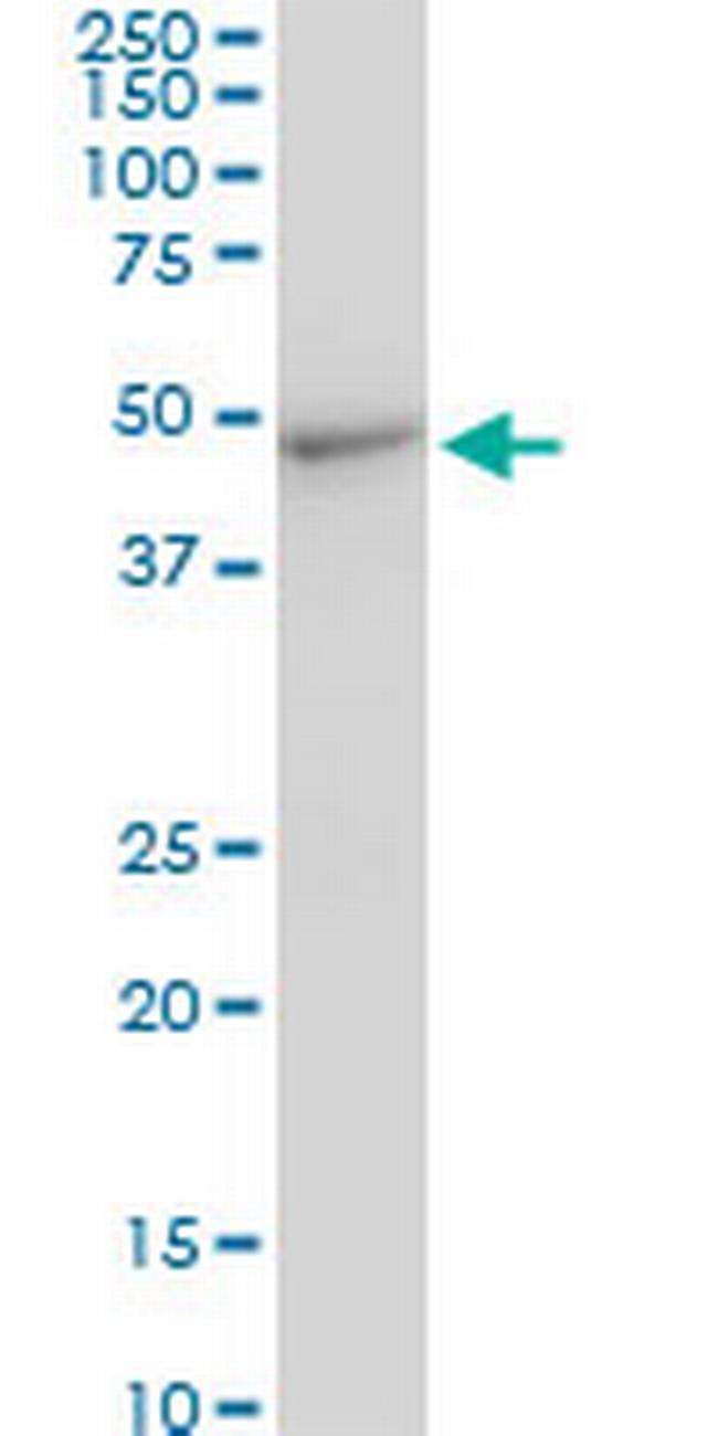 CMAS Antibody in Western Blot (WB)