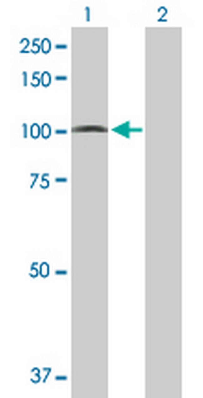 PCDHGA5 Antibody in Western Blot (WB)