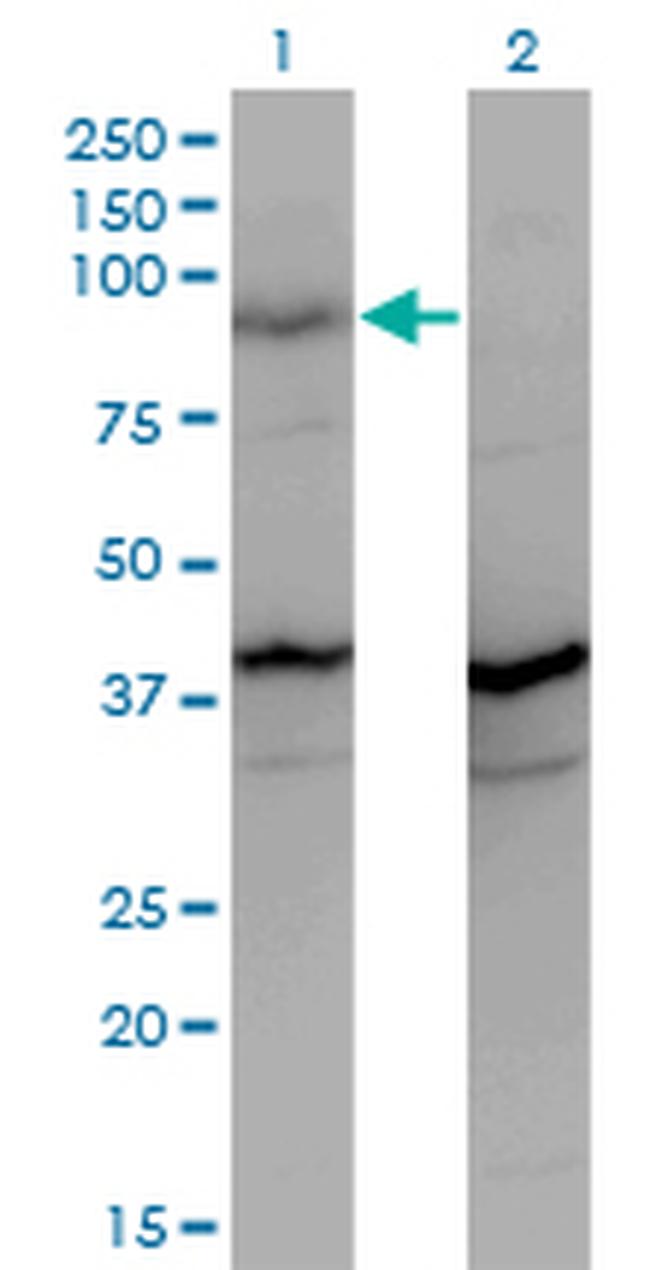 PCDHGA2 Antibody in Western Blot (WB)