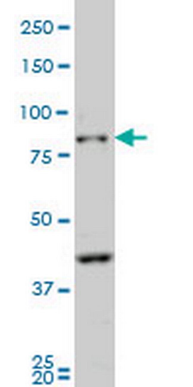 PCDHB10 Antibody in Western Blot (WB)