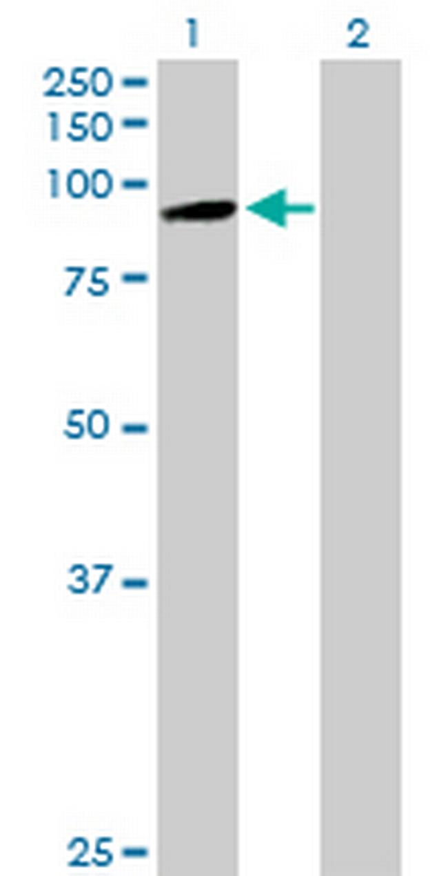 PCDHB7 Antibody in Western Blot (WB)