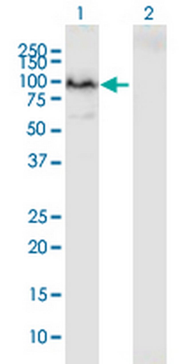 PCDHB2 Antibody in Western Blot (WB)