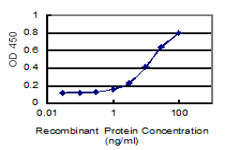 KIAA1217 Antibody in ELISA (ELISA)