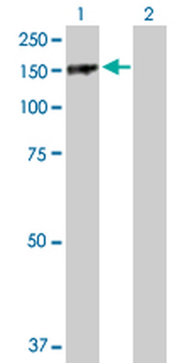 PARD3 Antibody in Western Blot (WB)