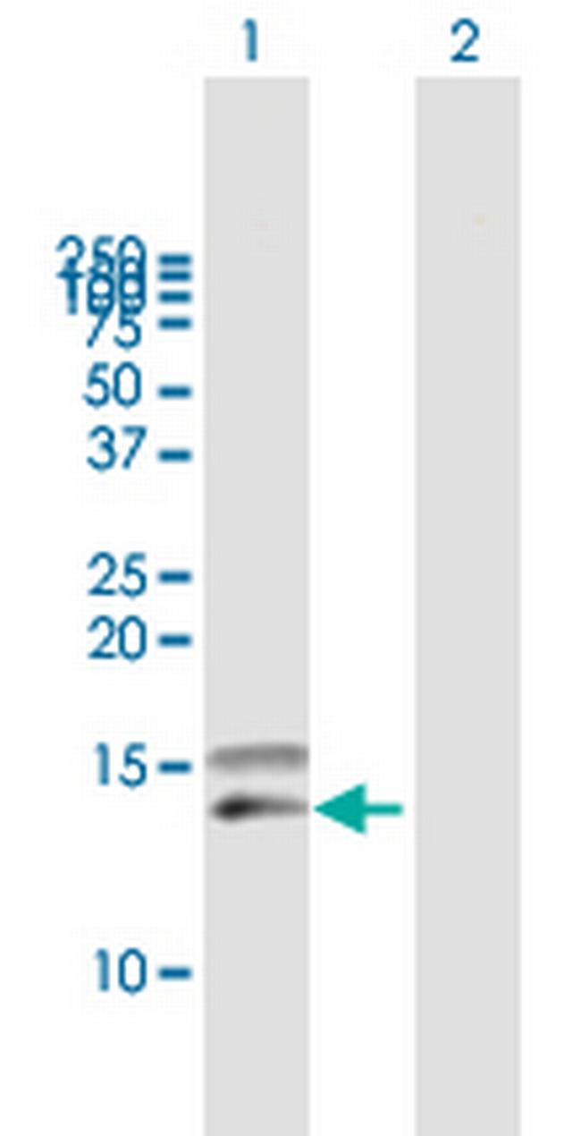 CCL28 Antibody in Western Blot (WB)