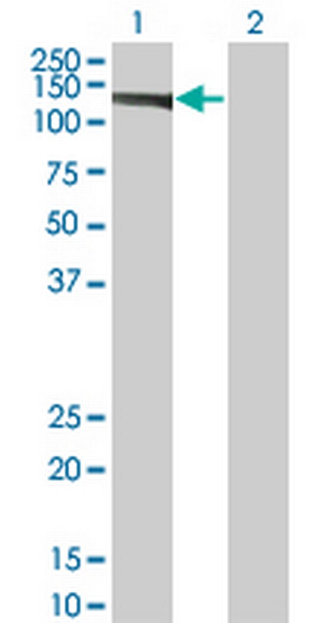 EIF4ENIF1 Antibody in Western Blot (WB)