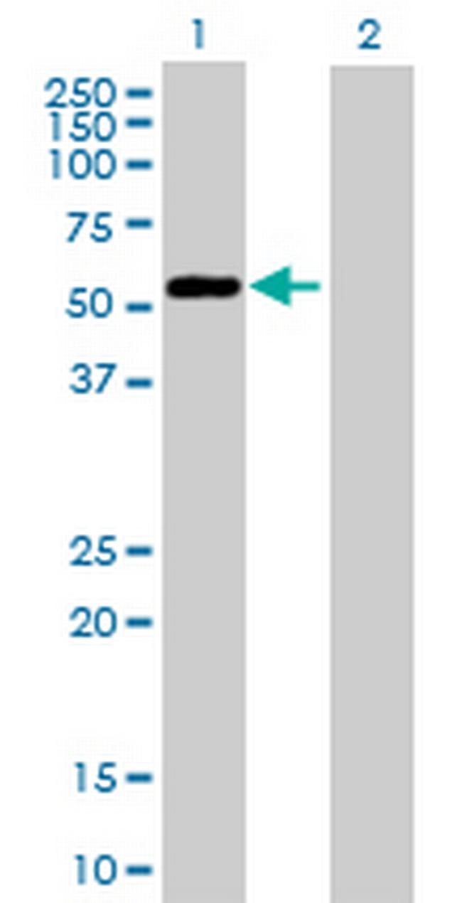 BCCIP Antibody in Western Blot (WB)