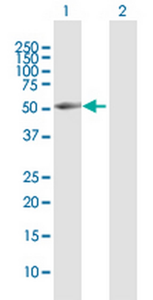 BRUNOL4 Antibody in Western Blot (WB)