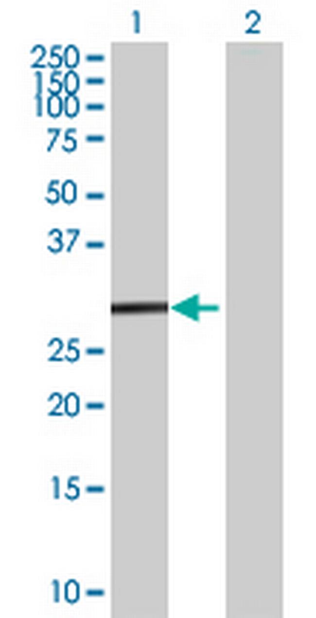 LXN Antibody in Western Blot (WB)