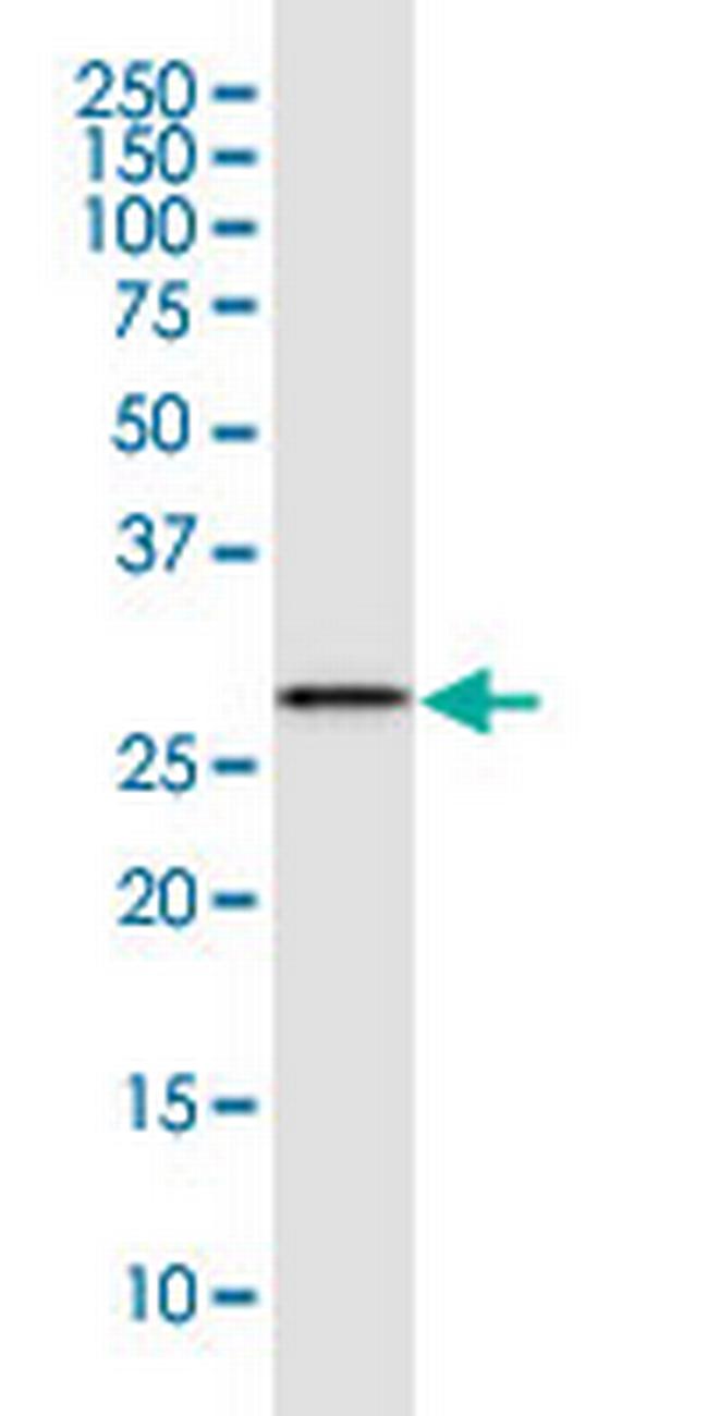 LXN Antibody in Western Blot (WB)