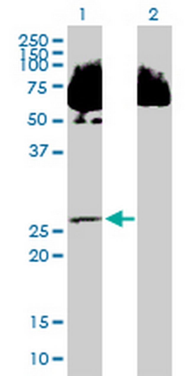 C14orf124 Antibody in Western Blot (WB)