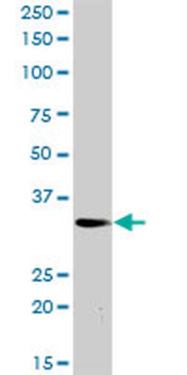 PLSCR3 Antibody in Western Blot (WB)