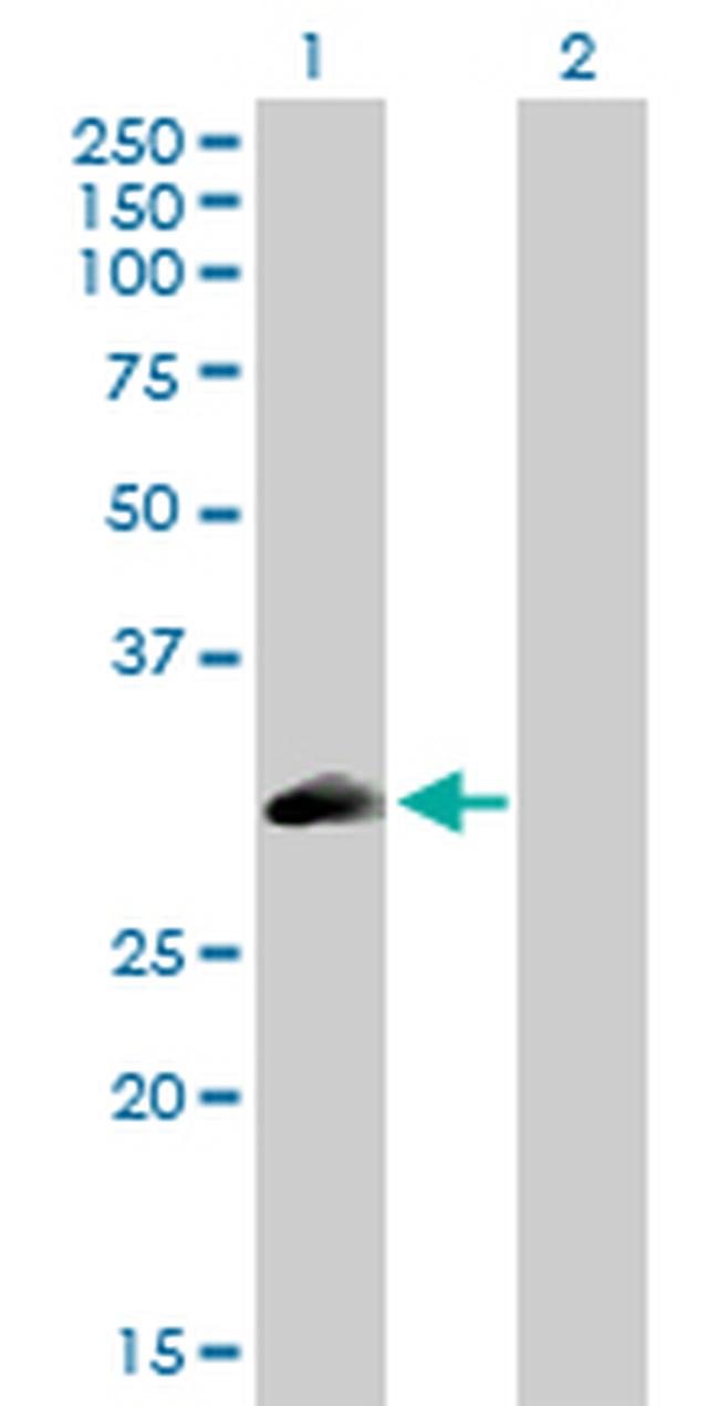 PLSCR3 Antibody in Western Blot (WB)