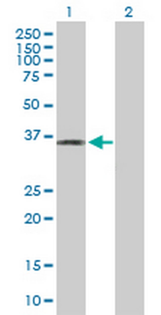 PLSCR4 Antibody in Western Blot (WB)