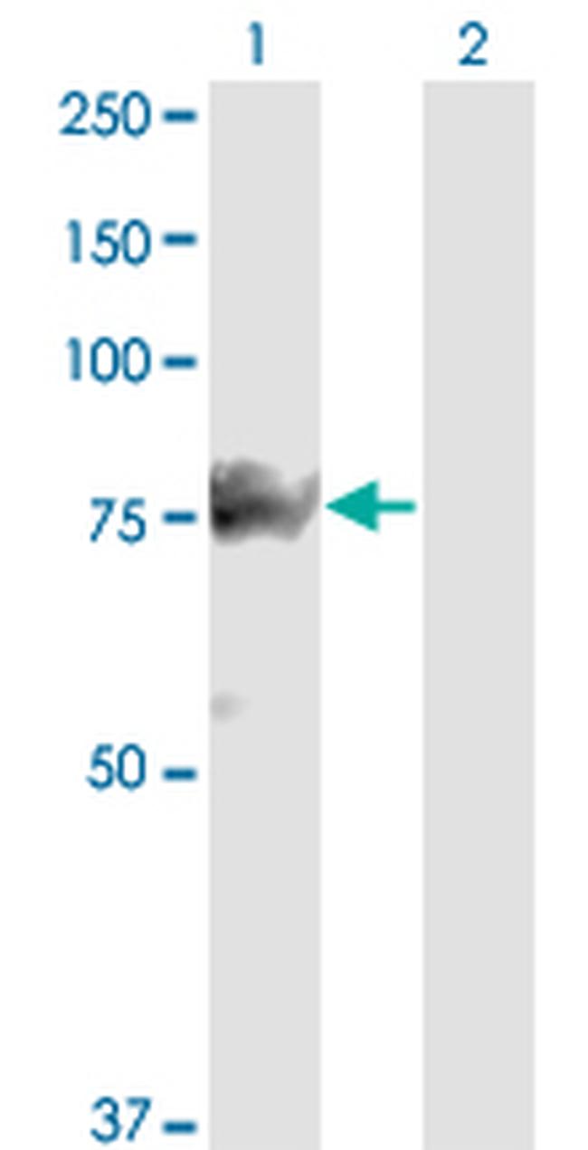 SMURF1 Antibody in Western Blot (WB)