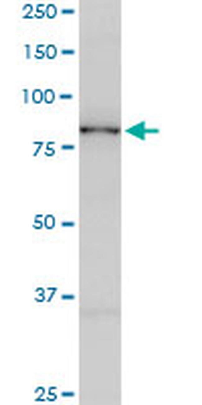 SMURF1 Antibody in Western Blot (WB)